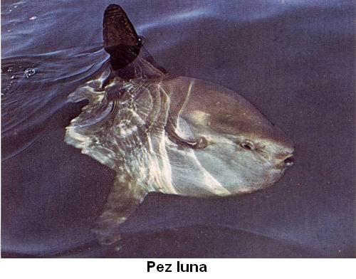 Pez luna.jpg